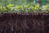 Ảnh Các nhà khoa học Trung Quốc giải mã phản ứng “kêu cứu” của thực vật trước mầm bệnh