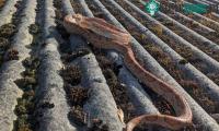 Ảnh Rắn mất tích 1 năm thoát vuốt quạ và gặp lại chủ nhân