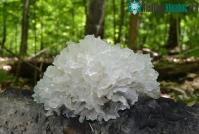 Ảnh Loại nấm giòn dai được xem là "tổ yến của người nghèo", vừa kiểm soát đường huyết lại còn đẹp da