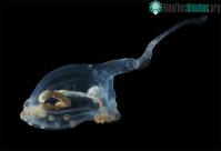 Ảnh Phát hiện nhiều sinh vật bí ẩn dưới Thái Bình Dương, có loài sống thọ tới 15.000 tuổi