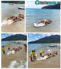 Ảnh Phát hiện sinh vật bí ẩn ở Malaysia: Như một khối thịt khổng lồ đến từ hành tinh khác