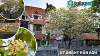 Ảnh Chiêm ngưỡng hoa bún nở rộ với vẻ đẹp độc đáo giữa lòng Thủ đô