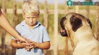 Ảnh Loài vật có thể đánh hơi thấy nỗi sợ của con người
