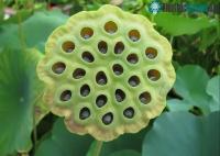 Ảnh Nguồn gốc của nỗi sợ hãi cùng với chứng cuồng loạn