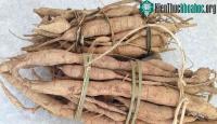 Ảnh Loại củ mọc dại nhưng được ví giống như"vị thuốc của phổi", bồi bổ cơ thể không kém nhân sâm