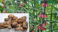 Ảnh Loại củ sần sùi được coi là ''nhân sâm của miền Bắc'', giúp hạ đường huyết và chống tiểu đường