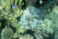 Ảnh Hiện tượng tẩy trắng diện rộng xảy ra ở rạn san hô Great Barrier