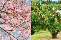 Ảnh Câu hỏi thú vị: "Liệu cây hoa anh đào có ra quả đúng hay không?"