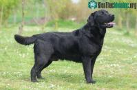 Ảnh Chó tha mồi Labrador có một gene kỳ lạ, khiến chúng luôn thấy đói và dễ béo