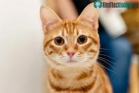 Ảnh Nghiên cứu mới về mối liên quan giữa việc nuôi mèo với bệnh tâm thần phân liệt