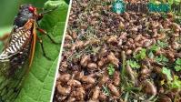 Ảnh Hơn 1.000 tỷ con côn trùng cđội đất chui lên cùng lúc khiến nước Mỹ rơi vào "thảm họa" lớn nhất trong 221 năm