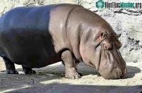 Ảnh Hy hữu: Vườn thú Nhật Bản nhầm giới tính của hà mã suốt 7 năm