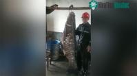 Ảnh Bắt được cá trắm đen khổng lồ nặng đến 73kg ở hồ chứa