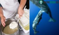 Ảnh Sữa cá voi có thể sử dụng để làm phô mai không?
