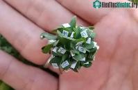 Ảnh Người đàn ông Nhật Bản trồng thành công cỏ 63 lá siêu may mắn