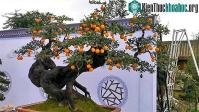 Ảnh Loài cây ra toàn trái độc nhưng thân lại là “mỏ vàng” có trị giá bạc triệu, người Việt mua về để cầu tài lộc