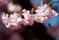 Ảnh Phát hiện về lịch sử tiến hóa của loài thực vật có hoa