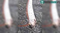 Ảnh Người đàn ông may mắn câu được con cá mái chèo khổng lồ dài 6m, nặng 130kg