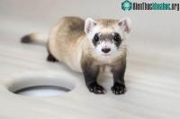 Ảnh Nhân bản vô tính thành công chồn sương chân đen từ mô bảo quản đông lạnh