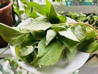 Ảnh Loại cây có vị tanh nồng là "thuốc hạ đường huyết" cực nhạy, mọc đầy ở bờ ruộng của người Việt