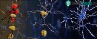 Ảnh Tìm ra hướng điều trị bệnh Alzheimer