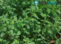 Ảnh Loại lá từng là cỏ mọc hoang, nay quý như “đặc sản”: Giàu vitamin, chống được ung thư, tiểu đường hiệu quả