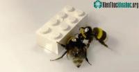 Ảnh Phát hiện mới: Ong cùng "bắt tay" nhau chơi Lego