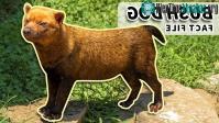 Ảnh Mặt gấu, miệng cáo, chân có màng và răng giống mèo, liệu Bush dog có phải là một loại chó?