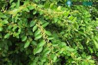 Ảnh Loại cây là "dược liệu vàng" giúp kiểm soát được đường huyết, hạ huyết áp hiệu quả