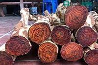 Ảnh Loại gỗ được mệnh danh là "vàng lộ thiên": Hoàng tộc Trung Quốc tin dùng, đại gia mang bao tải tiền đi mua!