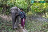 Ảnh Đâu là nguyên nhân dẫn tới mối thù truyền kiếp hàng thế kỷ giữa con người và voi châu Á?