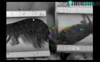 Ảnh Camera siêu tốc ghi hình lại cú đấm nhanh như đạn bắn của tôm tít