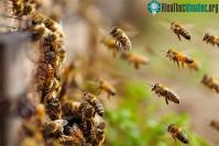 Ảnh Chung ta phải làm gì khi bị ong tấn công?