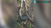Ảnh Video: Đang đi đường, người dân bất ngờ gặp cảnh tượng nổi da gà