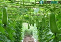 Ảnh Loại quả phổ biến ở Việt Nam là ''phương thuốc'' hạ đường huyết, bổ tim và giải độc gan