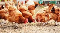 Ảnh Phần Lan là quốc gia đầu tiên trên thế giới tiêm phòng cúm gia cầm cho người