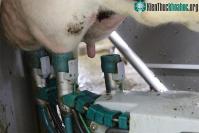 Ảnh Phát hiện đặc tính mới khiến virus cúm gia cầm H5N1 dễ lây cho người