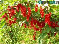 Ảnh Việt Nam có 1 loại quả phơi khô thành vị thuốc quý "chữa bách bệnh", vừa hạ đường huyết vừa bổ gan thận