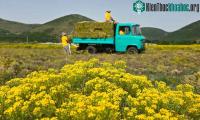 Ảnh Dùng cây hút hàng trăm tấn kim loại từ trong lòng đất