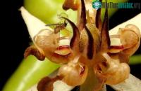Ảnh Những loài thụ phấn khác thường giúp duy trì được hệ sinh thái tự nhiên