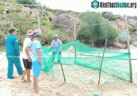 Ảnh Rùa bất ngờ quay lại đảo Cù Lao Xanh đẻ trứng sau 10 năm