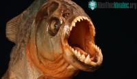 Ảnh Nếu thả một con cá sấu xuống ao thì có hàng trăm con cá Piranha, liệu cá sấu có bị cắn chết không?