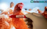 Ảnh Nhật Bản công bố phát hiện mới về vật chủ lây truyền virus cúm H5N1 sang người