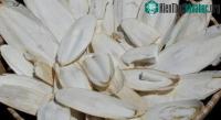 Ảnh Tác dụng của vị thuốc từ mai mực không phải ai cũng có thể biết