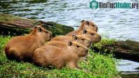 Ảnh Chuột khổng lồ ung dung giữa đàn cá sấu: Tự tin không bị kẻ săn mồi thịt bởi những khả năng đặc biệt này!
