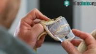 Ảnh Con rắn có nọc độc đủ giết chết 400 người