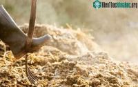 Ảnh Giải pháp năng lượng mới: Sản xuất điện từ phân ngựa