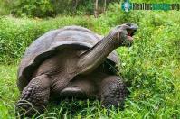 Ảnh Hàng nghìn rùa khổng lồ di cư vì nóng, tránh bị "luộc chín" trong mai rùa