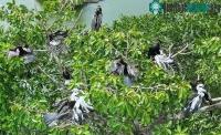Ảnh Xuất hiện đàn chim cổ rắn quý hiếm làm tổ ở Biên Hòa, Đồng Nai