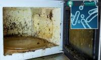Ảnh Vi khuẩn kháng bức xạ nguy hiểm sinh sôi ở trong lò vi sóng